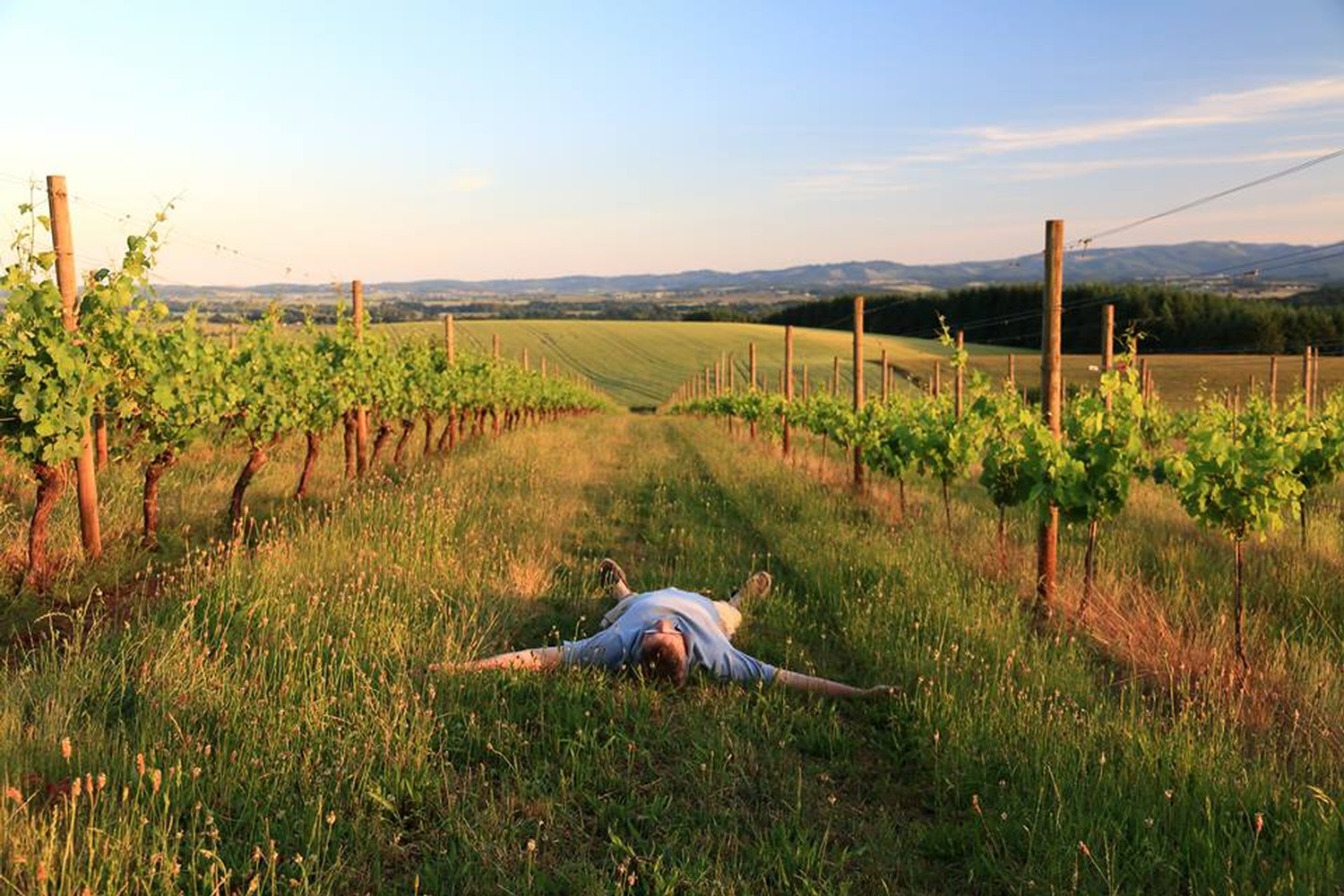Grapes looking over vineyard