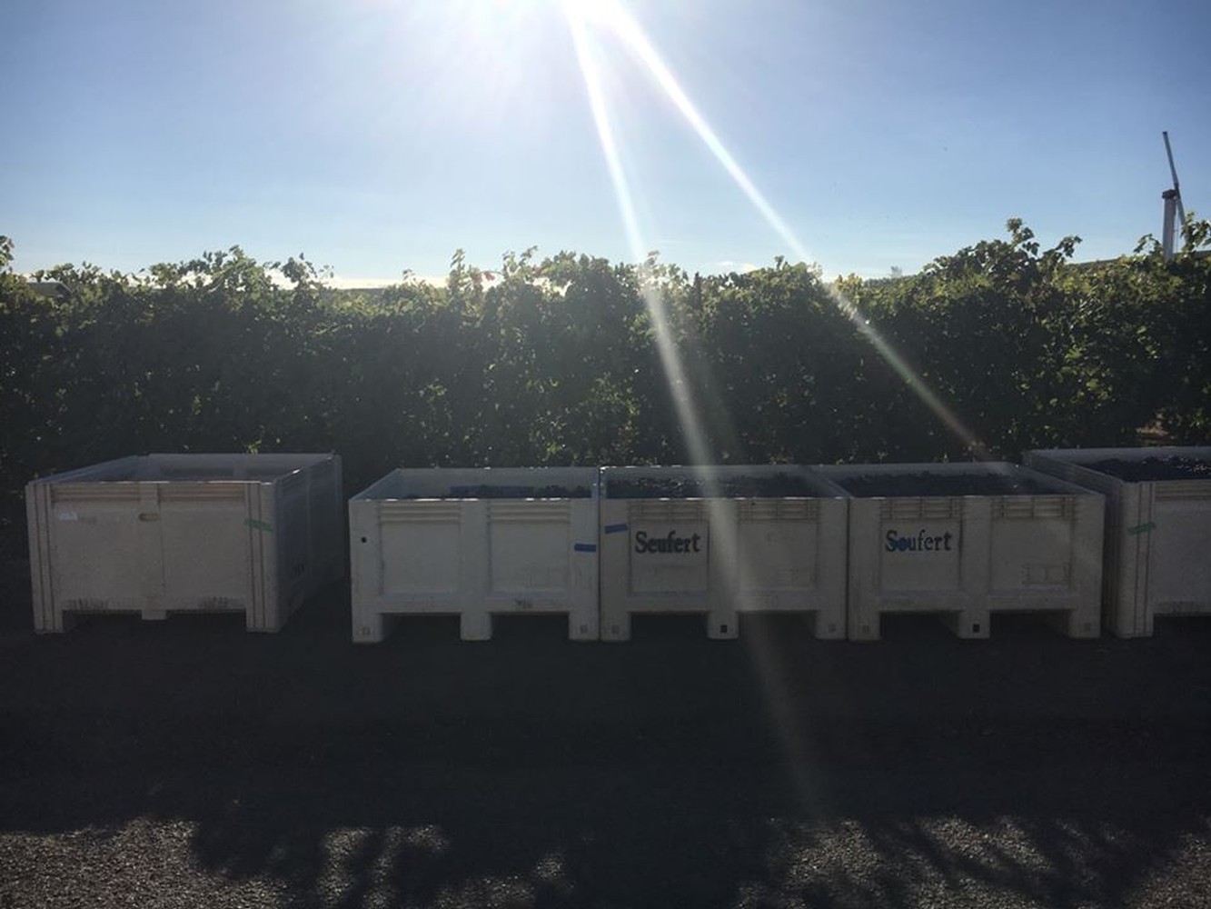 Wide angle view of vineyard