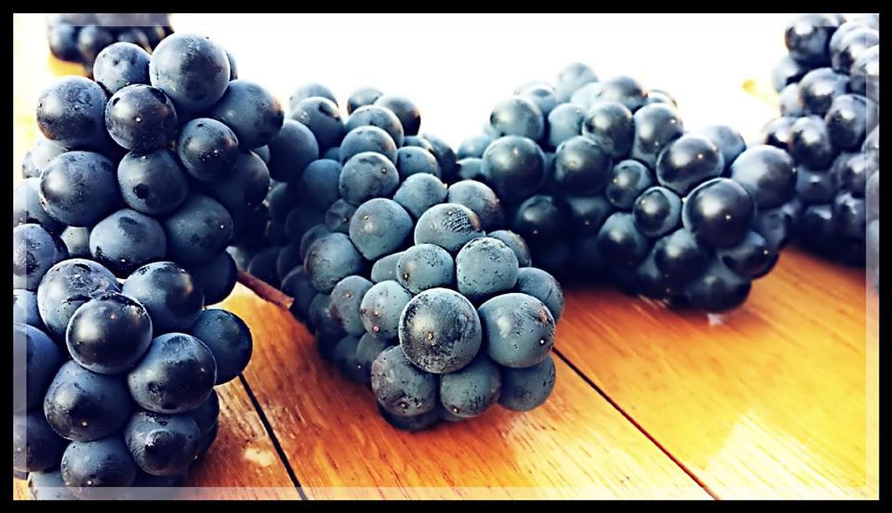 Closeup of green grapes in vineyard